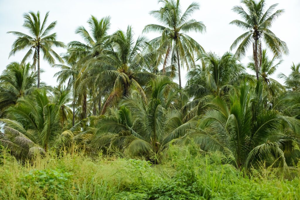 Buying Land in Koh Phangan