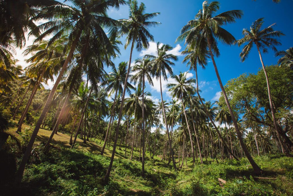 Buying Land in Koh Phangan