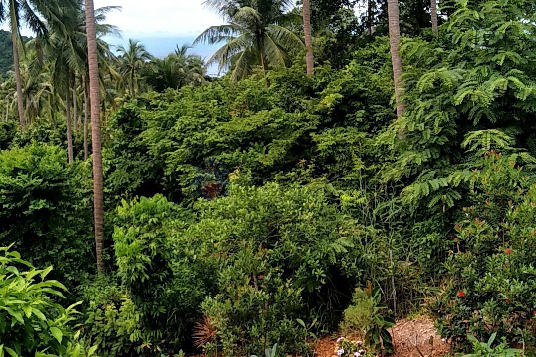 Garden2