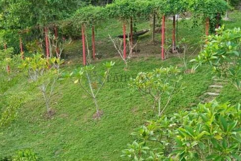 Garden5