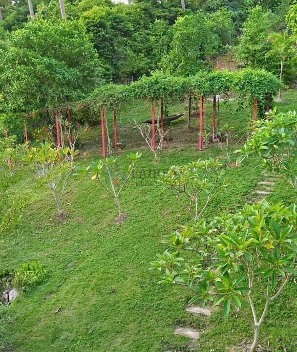 Garden5