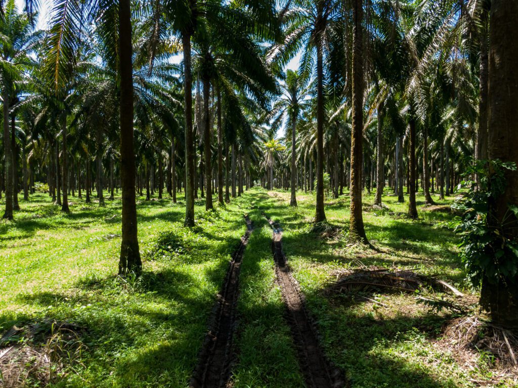 Buying Land in Koh Phangan