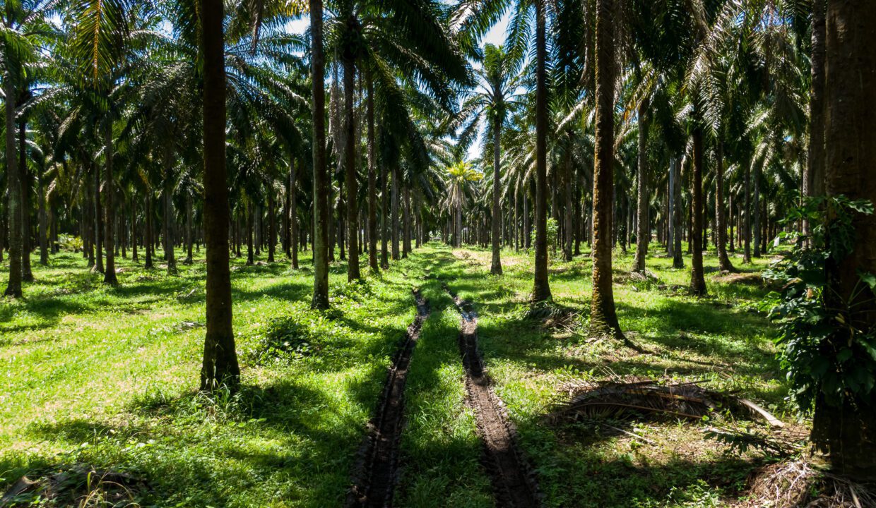 Buying Land in Koh Phangan