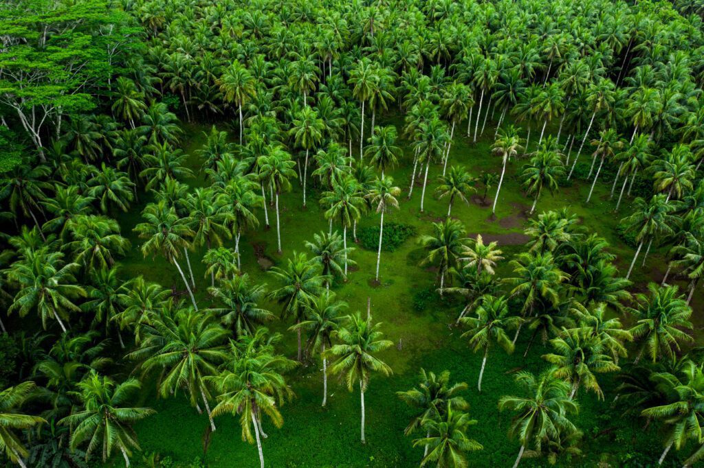 Land For Rent in Koh Phangan